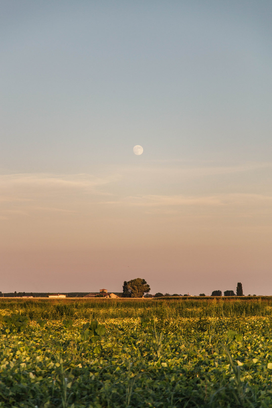 The Moon Shines Just As Bright - Tammise Market