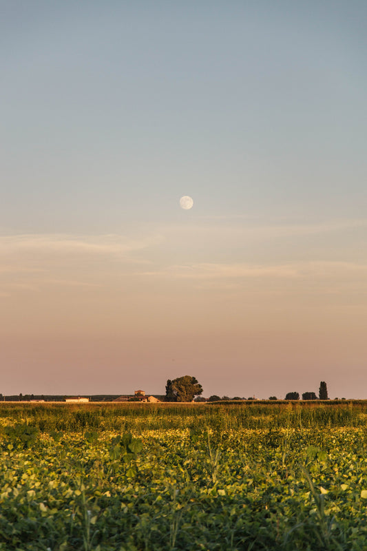 The Moon Shines Just As Bright - Tammise Market