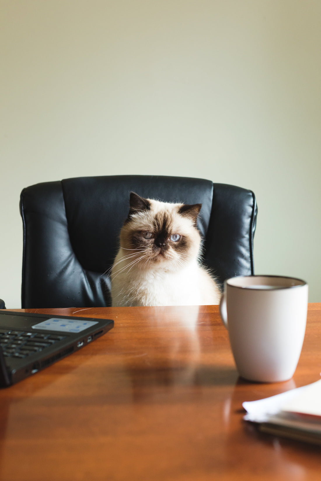 What Does It Mean To Be The Cat's Meow? - Tammise Market